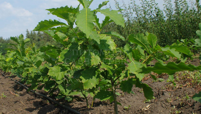 На Тернопільщині висадили саджанці молодого дуба