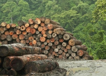 На Тернопільщині проведуть інвентаризацію лісів