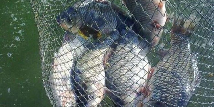 На Тернопільщині триває спецоперація “Нерест”