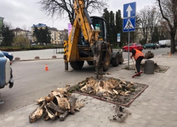 У Тернополі викорчовували пні старих дерев