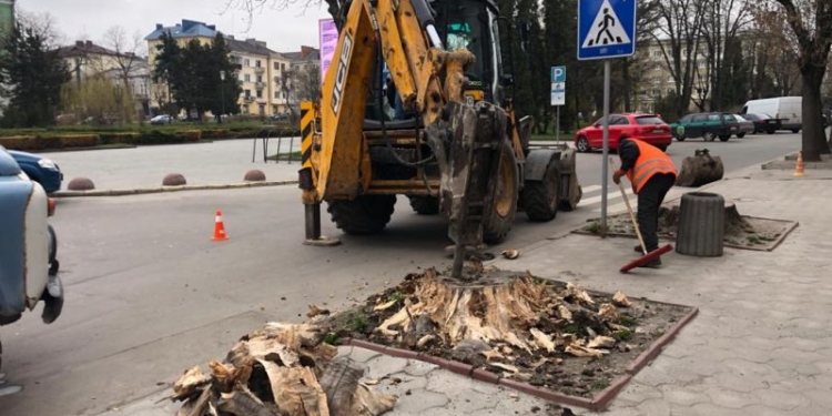 У Тернополі викорчовували пні старих дерев
