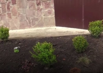 У дитсадках Тернополя висадили сотню зелених насаджень (Відео)