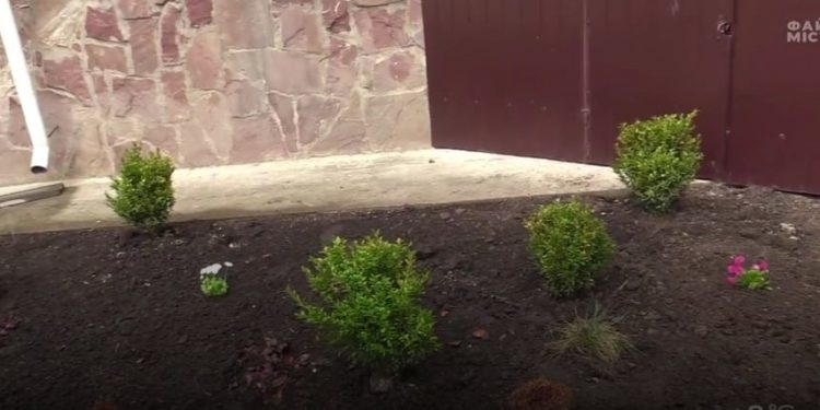 У дитсадках Тернополя висадили сотню зелених насаджень (Відео)