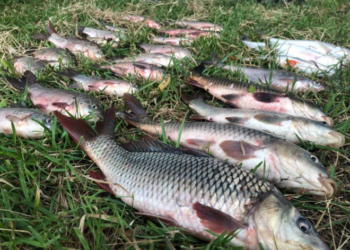 На Тернопільщині діє заборона на вилов риби та раків