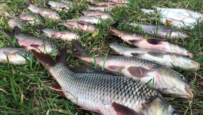 На Тернопільщині діє заборона на вилов риби та раків