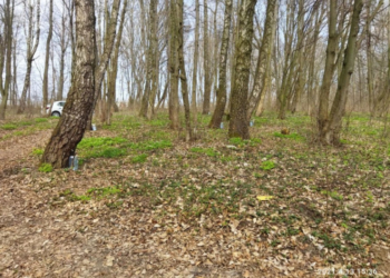 Муніципальною інспекцією виявлено факти незаконного збору березового соку на території тернопільських парків