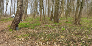 Муніципальною інспекцією виявлено факти незаконного збору березового соку на території тернопільських парків