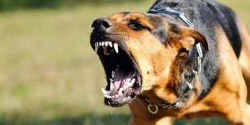 На Тернопільщині собака відкусила жінці пальці