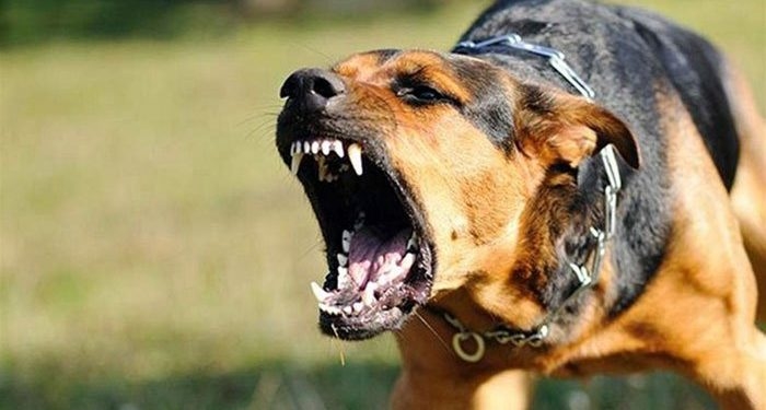 На Тернопільщині собака відкусила жінці пальці