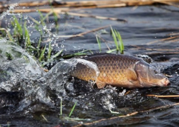 У Тернополі діє заборона на весняний вилов риби та раків на водних об’єктах