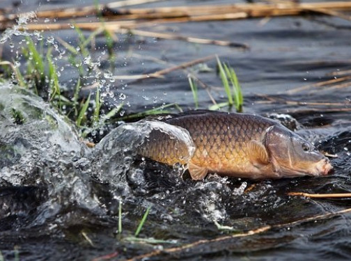 У Тернополі діє заборона на весняний вилов риби та раків на водних об’єктах