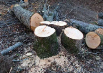 На Тернопільщині викрили лісову аферу