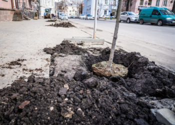 У центрі Тернополя висадили декоративні дерева