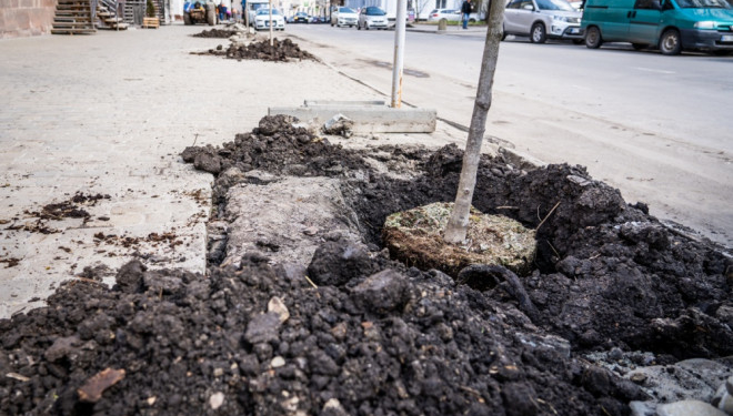 У центрі Тернополя висадили декоративні дерева