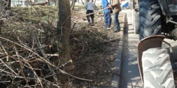 Безпечне місто: у Тернополі триває обрізка дерев