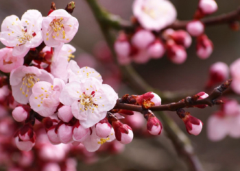 У центрі Тернополя висадили сакури