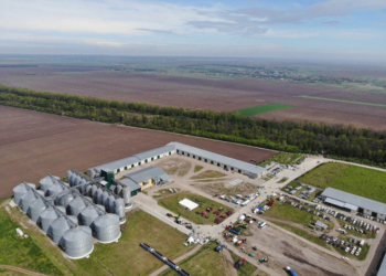 День поля у «Контінентал Фармерз Груп»: ділилися досвідом та запрошували до партнерства