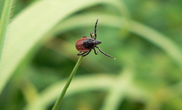На територіях дошкільних закладів проводять  профілактичні роботи із знищення кліщів