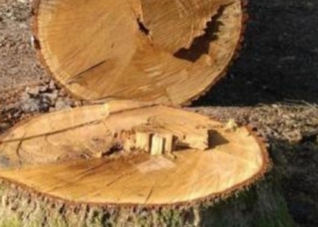 На Тернопільщині знищили близько сотні здорових дерев