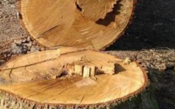 На Тернопільщині знищили близько сотні здорових дерев