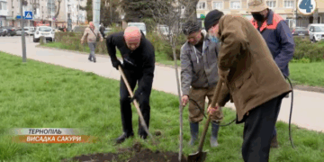 Біля пам’ятника Данилу Галицькому у Тернополі цвістиме новий сорт сакури
