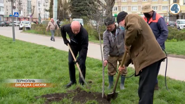Біля пам’ятника Данилу Галицькому у Тернополі цвістиме новий сорт сакури
