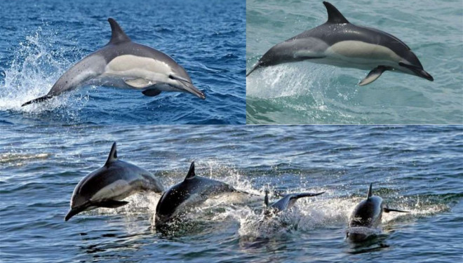 Екоініціатива: тернополяни можуть взяти участь у проєкті «Дельфін в обмін на пластикові кришечки»