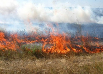 Антистатистика: на Тернопільщині щодня фіксують пожежі у екосистемах