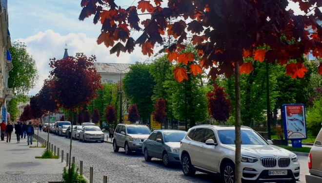 У Тернополі висадили червонолисті клени
