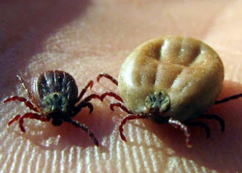 Боротьба з кліщами: у парках Тернополя проводять дезінфекцію