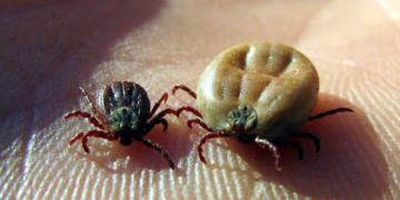 Боротьба з кліщами: у парках Тернополя проводять дезінфекцію