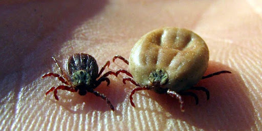 Боротьба з кліщами: у парках Тернополя проводять дезінфекцію