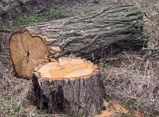 На Тернопільщині виявили знищені зелені насадження