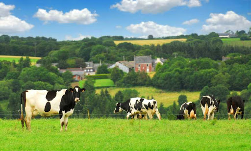 Усе натуральне, усе своє: на Тернопільщині планують створювати молочні ферми