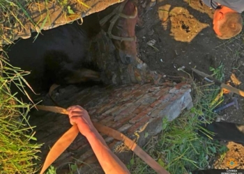 На Тернопільщині визволили коня із колодязя