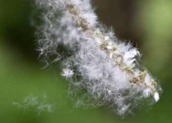 Алергія на пух тополі: тернопільська лікарка пояснила в чому причина (Відео)