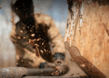 На Тернопільщині чоловік у лісі вирізував дерева