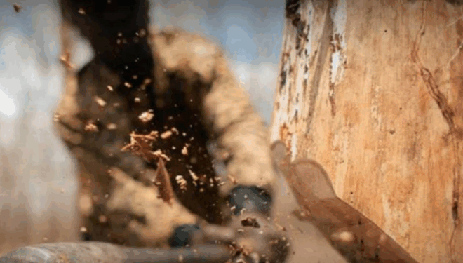 На Тернопільщині чоловік у лісі вирізував дерева