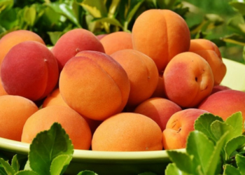 Сезон абрикосів: які ціни на тернопільському ринку (Відео)