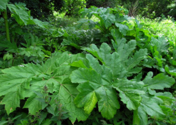 У Тернополі розпочали роботи по знищенню “борщівника Сосновського”