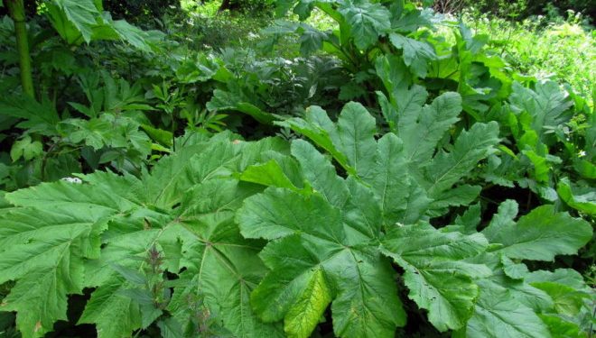 У Тернополі розпочали роботи по знищенню “борщівника Сосновського”