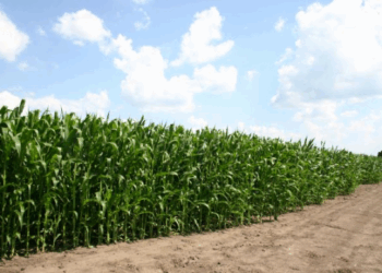 Історія із щасливим кінцем: на Тернопільщині знайшли зниклу 2-х річну дівчинку