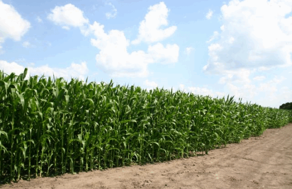 Історія із щасливим кінцем: на Тернопільщині знайшли зниклу 2-х річну дівчинку