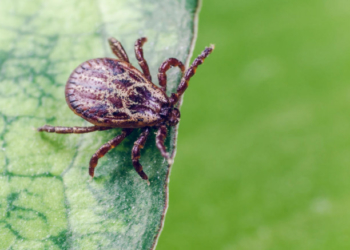 Повторні заходи: сьогодні у тернопільських парках знищуватимуть кліщів