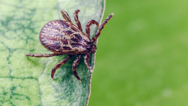 Повторні заходи: сьогодні у тернопільських парках знищуватимуть кліщів