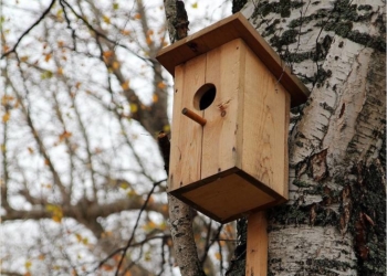 Турбота про пернатих друзів: у Тернополі набирає популярності ідея облаштування шпаківень