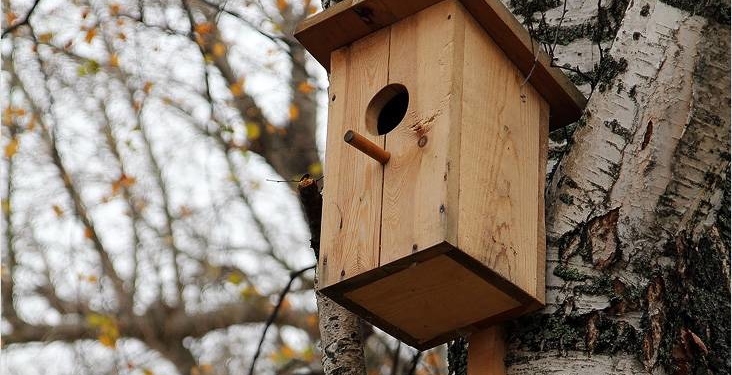 Турбота про пернатих друзів: у Тернополі набирає популярності ідея облаштування шпаківень