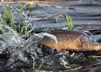 На Тернопільщині знято заборону на вилов риби та раків