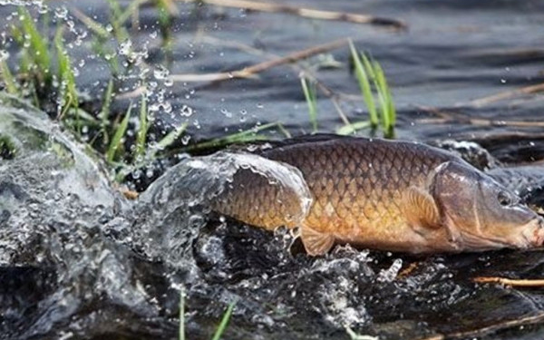 На Тернопільщині знято заборону на вилов риби та раків