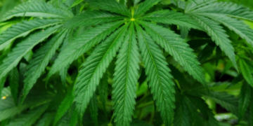 На Тернопільщині виявили “конопляну міні-ферму”